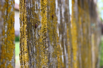 Fototapeta premium Beautiful old handmade fence covered in lichen