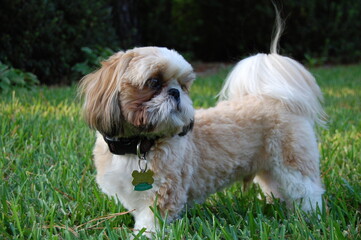 shih tzu dog