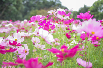 色とりどりのコスモスが咲く秋の日のコスモス畑