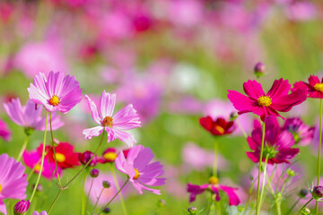 色とりどりのコスモスが咲く秋の日のコスモス畑
