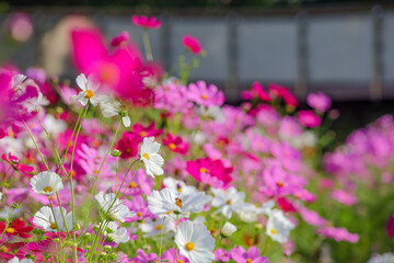 色とりどりのコスモスが咲く秋の日のコスモス畑