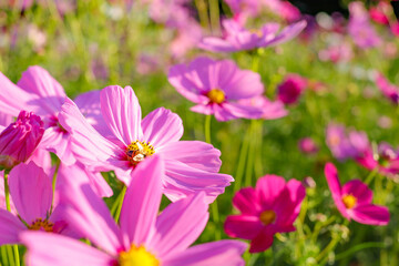 色とりどりのコスモスが咲く秋の日のコスモス畑
