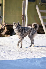 Dog on a leash in winter in the snow in a Russian village.