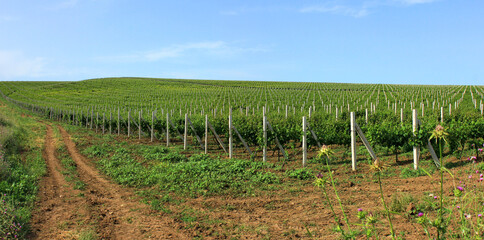 Fototapeta na wymiar A large grape field extending beyond the horizon.