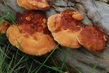 The orange red fungus mushrooms growing on log