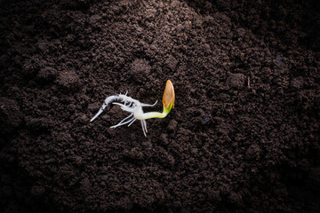 Sprouted zucchini seed close-up on the ground. Green seed sprout, lush roots