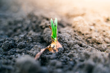 Young green onions grow in the garden close-up in spring