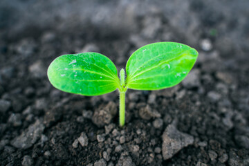 Green leaves of a young sprouted zucchini in the garden close-up. sapling squash