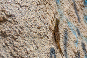 Peninsular Rock Agama