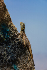 Peninsular Rock Agama
