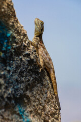 Peninsular Rock Agama