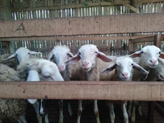 baby goat eating in the farm