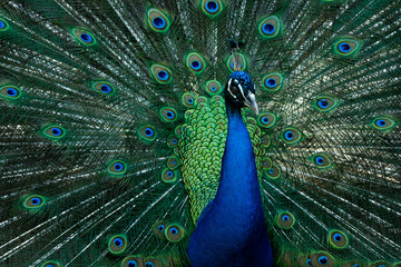 Fototapeta na wymiar Peacock with feathers