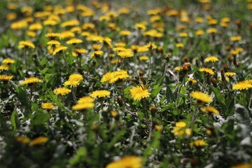 field of dandelions