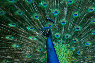 Obraz premium Close up of peacock