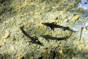 Two small sturgeon are swimming in the pond.