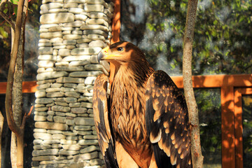 Beautiful adult eagle.