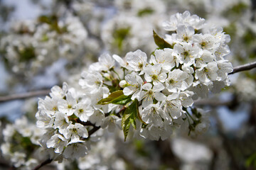 A flowering cherry branch with white flowers on a blurred background.