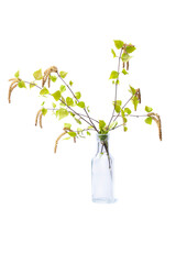 Birch twigs with young foliage and earrings in a small glass bottle, isolate on a white background