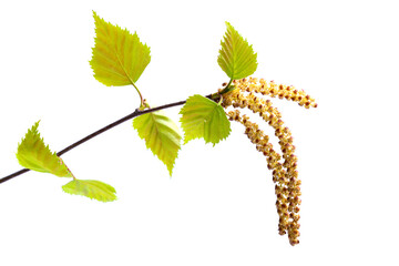 Fototapeta premium Birch branch isolated on a white background, horizontal photo