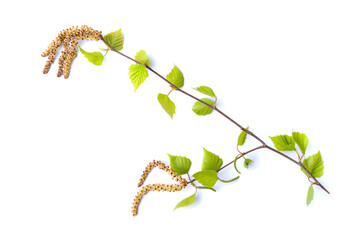 Obraz na płótnie Canvas Warty birch branch isolated on a white background, horizontal photo