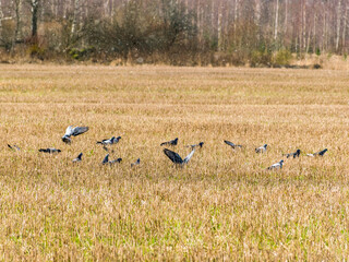 Obraz na płótnie Canvas landscape with a field fed by a pigeon herd