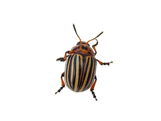  Colorado potato beetle isolated on a white background.