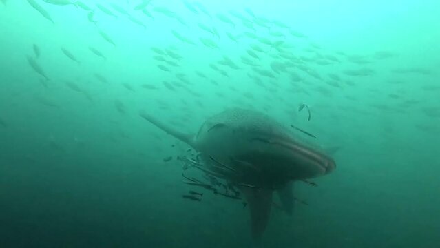 Under the beautiful sea, large whale sharks and large fish swim.