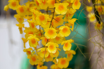 Bright yellow lindleyi orchid dendrobium (honey bee) blooming in the garden. - obrazy, fototapety, plakaty