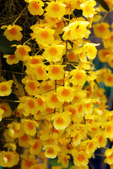 Bright yellow lindleyi orchid dendrobium (honey bee) blooming in the garden.