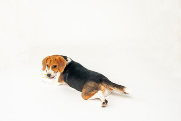後ろ向きのビーグル犬