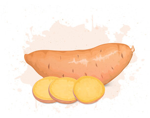 Sweet Potato vector illustration with Sweet Potato round slices