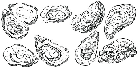 Oysters vector with engraving style illustration of logo or emblem for design seafood menu, lunch. Classic American steakhouse or French bistro appetizer.