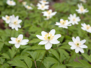 Obraz na płótnie Canvas white flowers anemone