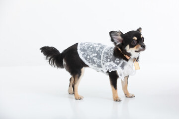 スタジオ撮影のチワワ　dog