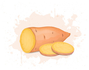 Naklejka na ściany i meble Half Piece of Sweet potato root vegetable and round slices of potato vector illustration