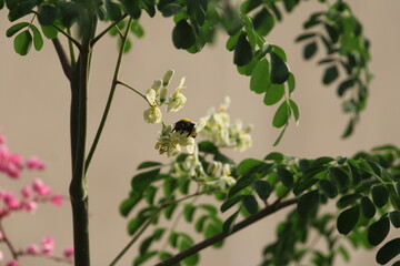 A bumblebee harvesting nectar from the flowers from a Drumstick tree