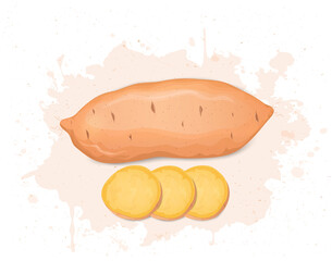 Sweet Potato Root vegetable vector illustration with Sweet potato slices from the top view