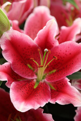 Fototapeta na wymiar Beautiful array of lilium flowers in pinks, whites and orange