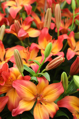 Beautiful array of lilium flowers in pinks, whites and orange