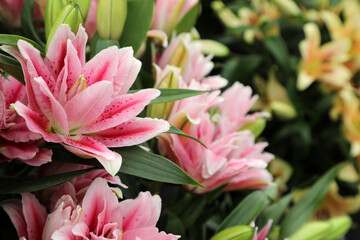 Beautiful array of lilium flowers in pinks, whites and orange