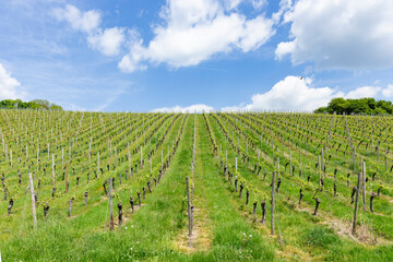 Fototapeta na wymiar vineyard in spring with growing grapes in the Rheingau,