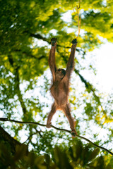 Orangutan © Aliakber