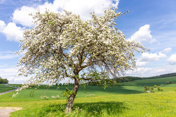 Fototapeta na wymiar blooming tree in spring in beautiful light