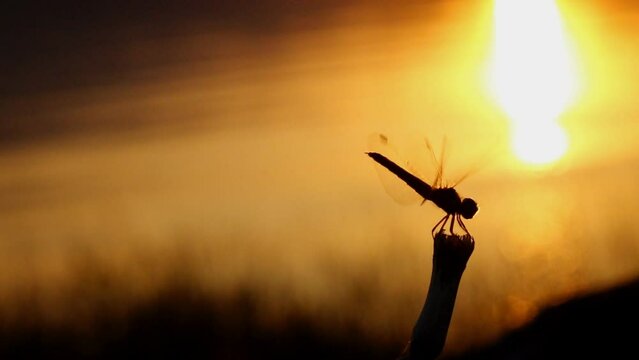 Silhouette of dragonfly flying on a branch