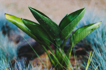 Strelitzia bird of paradise plant covered in raindrops in tropical backyard