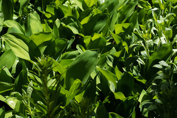 green plants in the shade during the day.