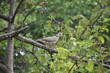 A dove walking on a tree branch in Zimbabwe, Bikita, Makuvaza area.