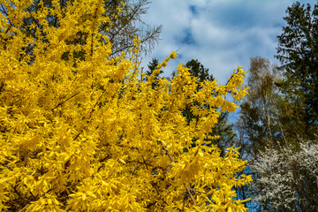 Fototapeta premium Beautiful Forsythia in spring time. Blooming forsythia bush