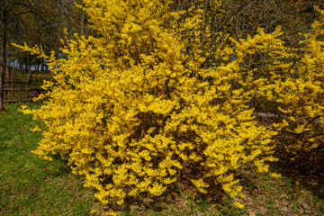 Beautiful Forsythia in spring time. Blooming forsythia bush